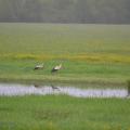 Cigognes dans les prairies