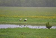 Cigognes dans les prairies